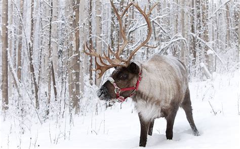 Running reindeer ranch - Mar 14, 2024 - By reservation, Running Reindeer Ranch offers guided walking natural history tours of the boreal forest with our reindeer friends. Get to know our reindeer on this 2.5-hour unique, immersive, educa...
